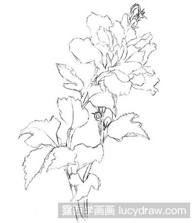 彩铅画教程-木槿花的绘制方法