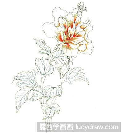 彩铅画教程-木槿花的绘制方法