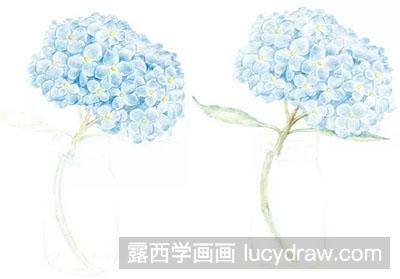 彩铅画教程：怎么绘制绣球花