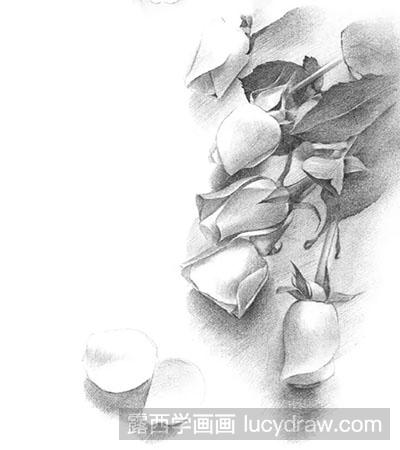 素描教程-怎么绘制玫瑰花