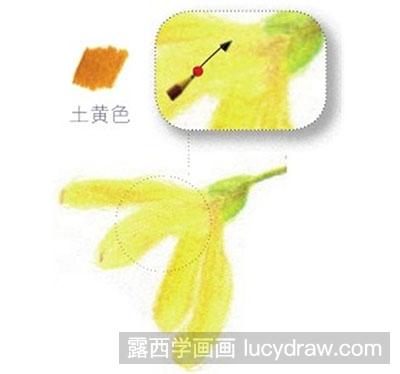 怎么画彩铅黄色迎春花