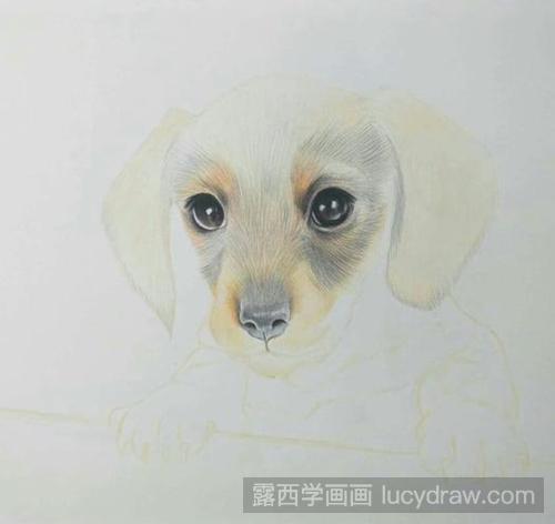 狗狗彩铅画教程