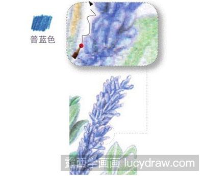 彩铅画教程-怎么绘制紫色迎春花