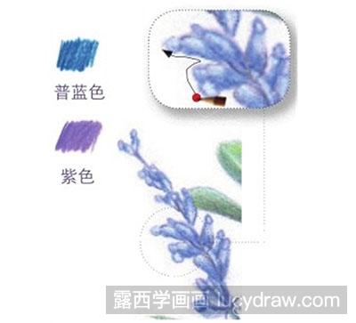 彩铅画教程-怎么绘制紫色迎春花