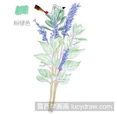 彩铅画教程-怎么绘制紫色迎春花