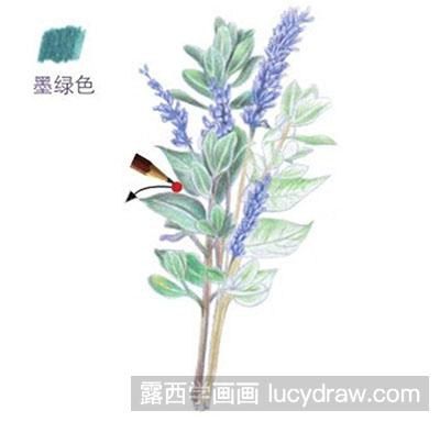 彩铅画教程-怎么绘制紫色迎春花