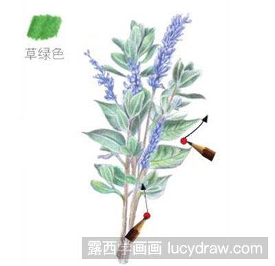 彩铅画教程-怎么绘制紫色迎春花