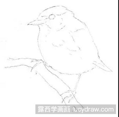 素描教程-怎么绘制黑顶莺