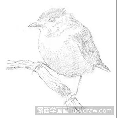 素描教程-怎么绘制黑顶莺