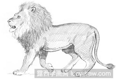 素描教程-怎么绘制雄狮