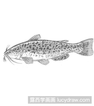 素描教程-怎麼繪製鯰魚-露西學畫畫