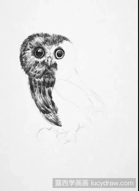 素描教程：猫头鹰的素描画法