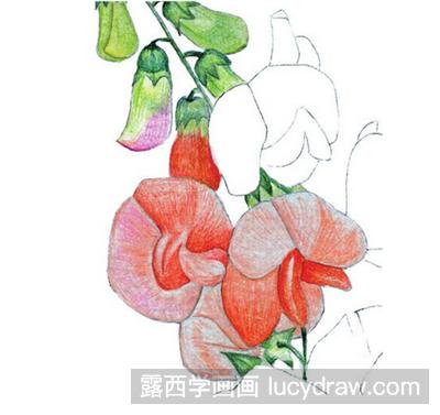 水粉画教程：豌豆花的画法