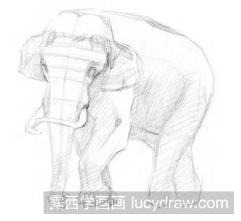素描大象的画法步骤