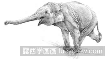 素描大象的画法步骤