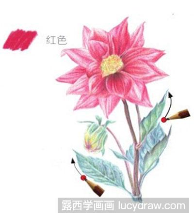 彩铅画教程：怎么绘制大丽花　　