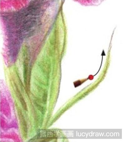 彩铅画教程-怎么绘制鸡冠花