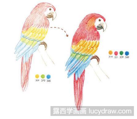 可爱鹦鹉彩铅画教程
