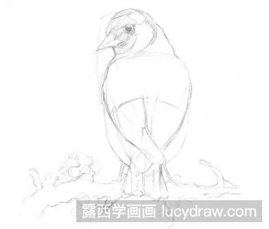 动物素描教程：金翅雀的画法