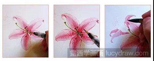 水彩画教程-怎么绘制百合花
