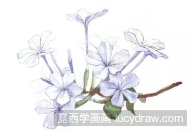 水彩画花卉教程：蓝雪花的画法