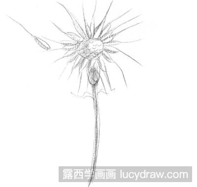 素描教程：蒲公英的画法