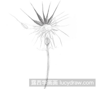 素描教程：蒲公英的画法