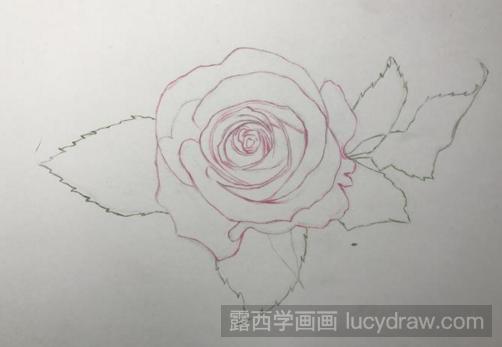 彩铅画月季花的步骤