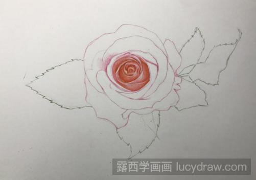 彩铅画月季花的步骤