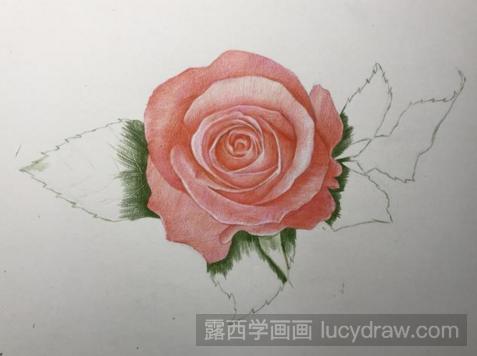 彩铅画月季花的步骤