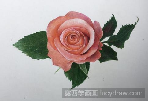 彩铅画月季花的步骤