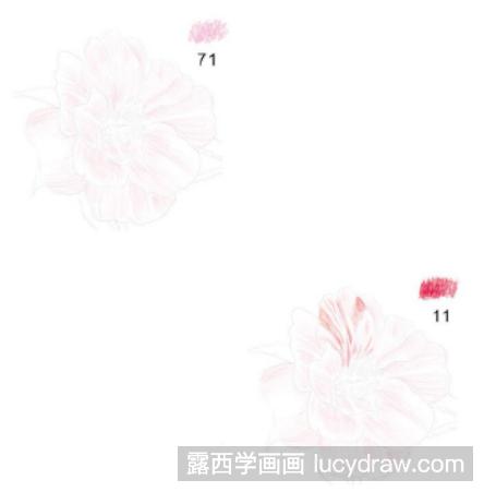 山茶花彩铅画教程