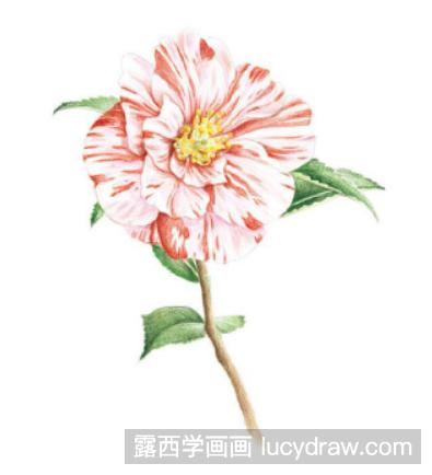 山茶花彩铅画教程