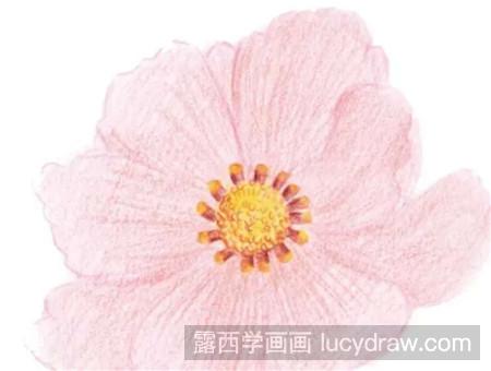 彩铅画教程：教你画温柔波斯菊