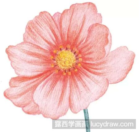 彩铅画教程：教你画温柔波斯菊