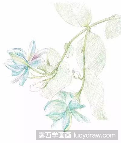 彩铅画教程-怎么绘制茉莉花