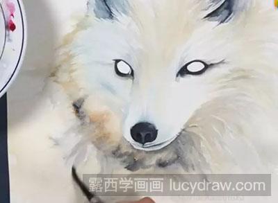 水彩画教程-怎么绘制雪狐