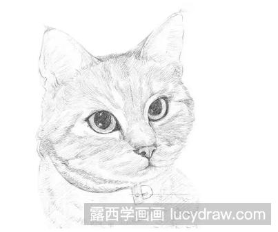 小猫素描画法步骤图解