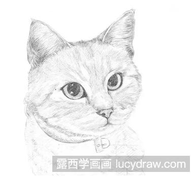 小猫素描画法步骤图解