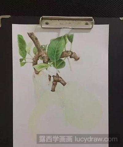 彩铅画教程-怎么绘制梨