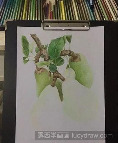 彩铅画教程-怎么绘制梨
