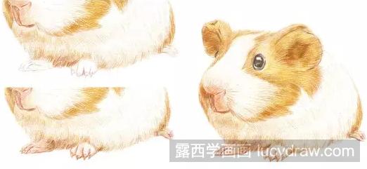 彩铅画萌萌的荷兰猪步骤教程