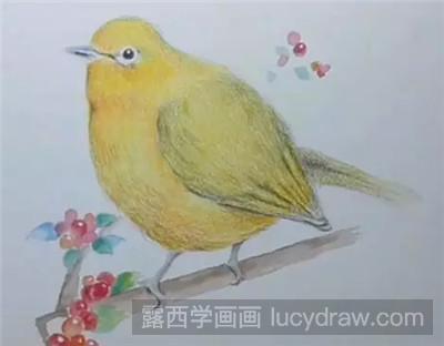 彩铅画教程：教你画可爱的小肥鸟