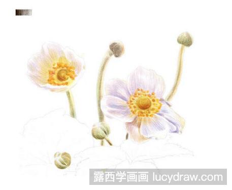 彩铅教程：银莲花怎么画