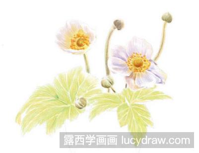 彩铅教程：银莲花怎么画