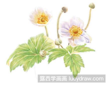 彩铅教程：银莲花怎么画