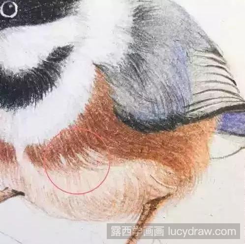 彩铅鸟的画法步骤教程
