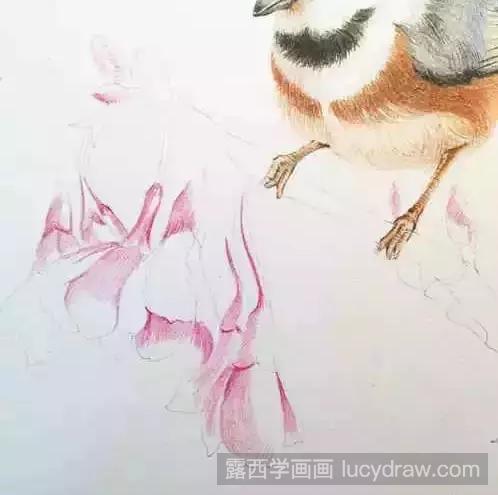 彩铅鸟的画法步骤教程