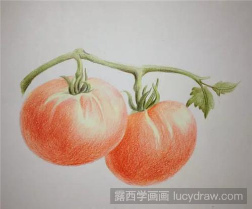 西红柿彩铅画教程