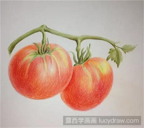 西红柿彩铅画教程